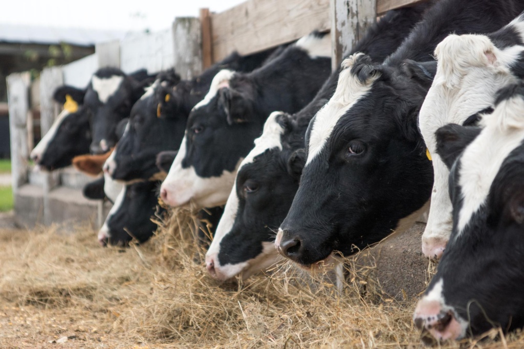 В Вологодской области специалисты Россельхознадзора выявили почти 40 нарушений содержания крупного рогатого скота